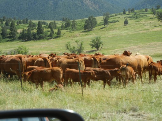Cows along Highway 85
